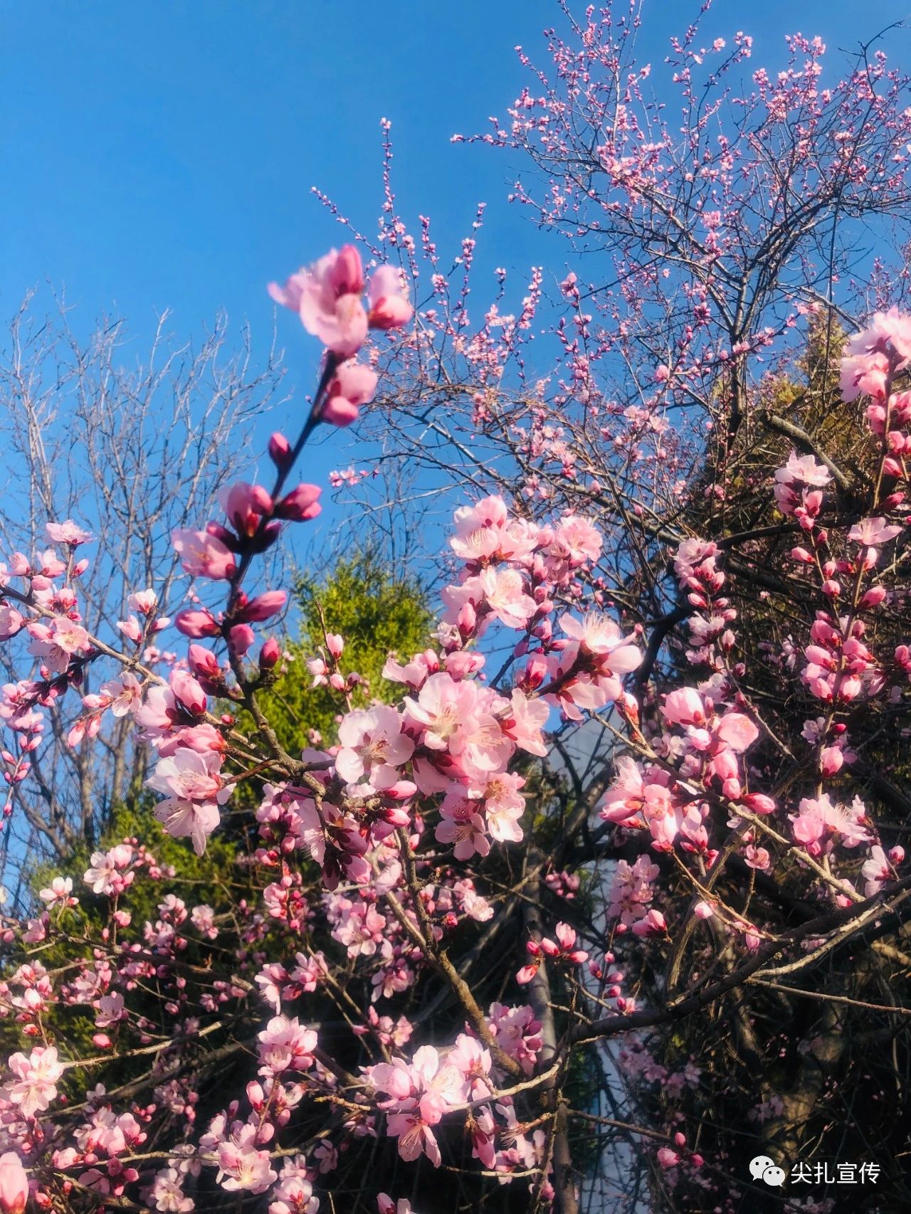 微信图片_20200325231112.jpg