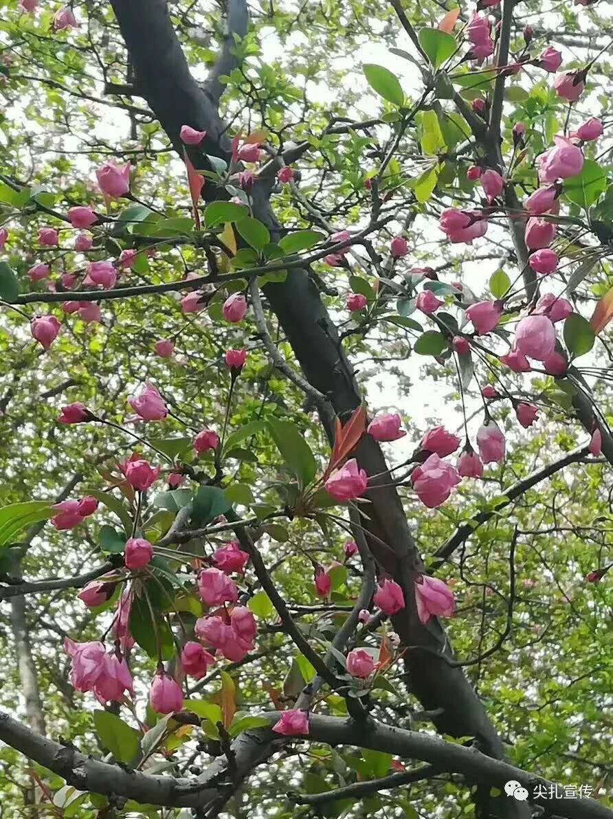 微信图片_20200325231340.jpg
