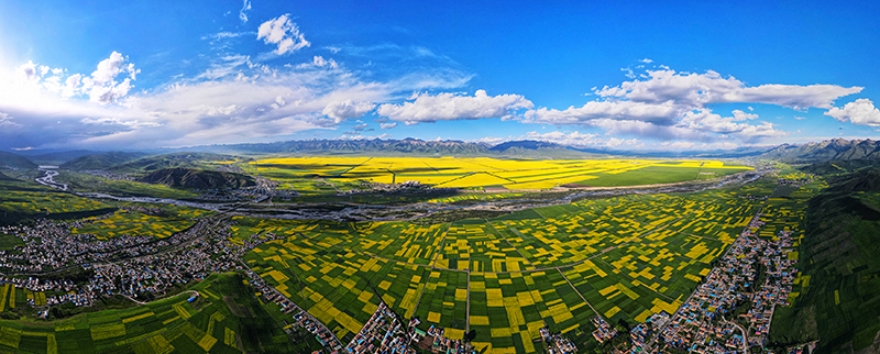 《门源油菜花盛开》2021年7月12日摄(10805767)-20230328092633.jpg
