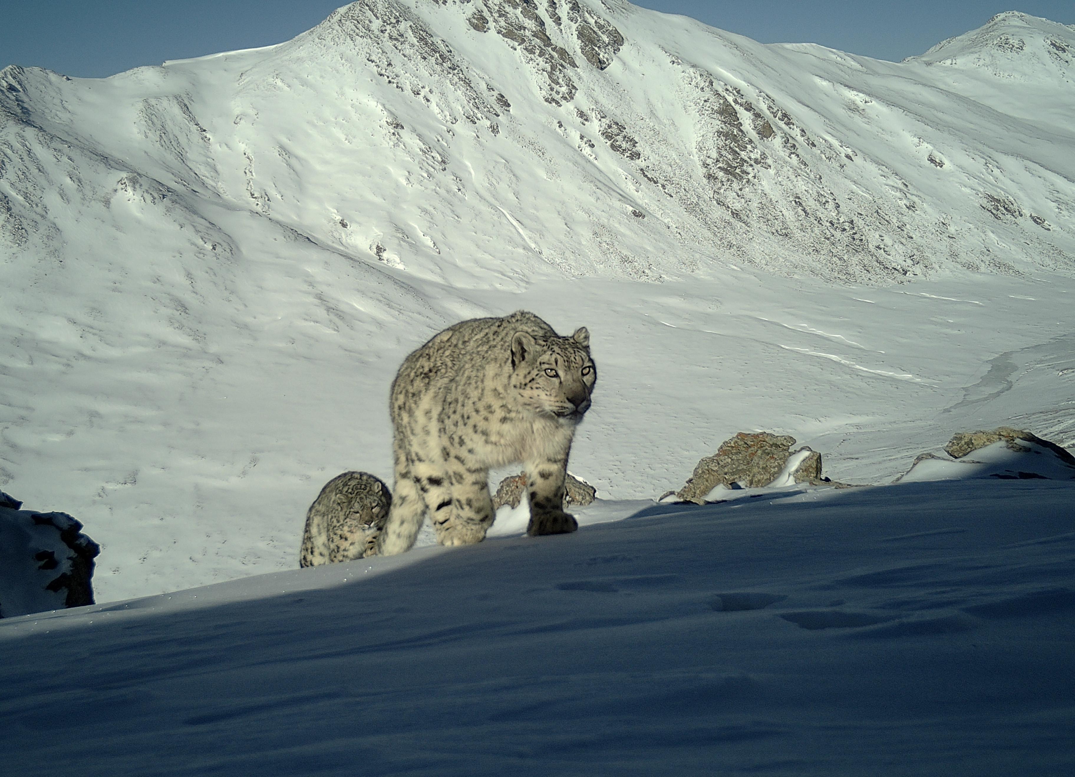 雪豹漫步(44727073)-20250721111424.jpg